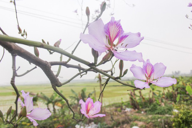 Dân làng ngỡ ngàng vì vẻ đẹp của 'rừng' hoa ban ven đô Hà Nội